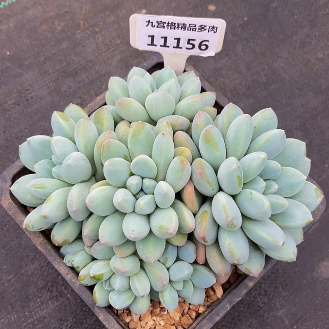 一物一拍11156七彩奶糖