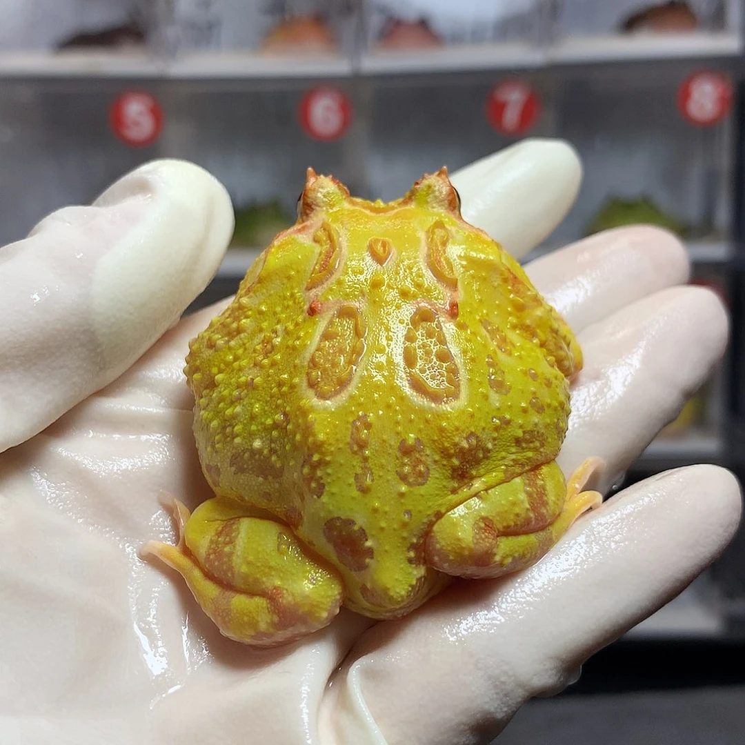 角蛙2581 黄金角蛙