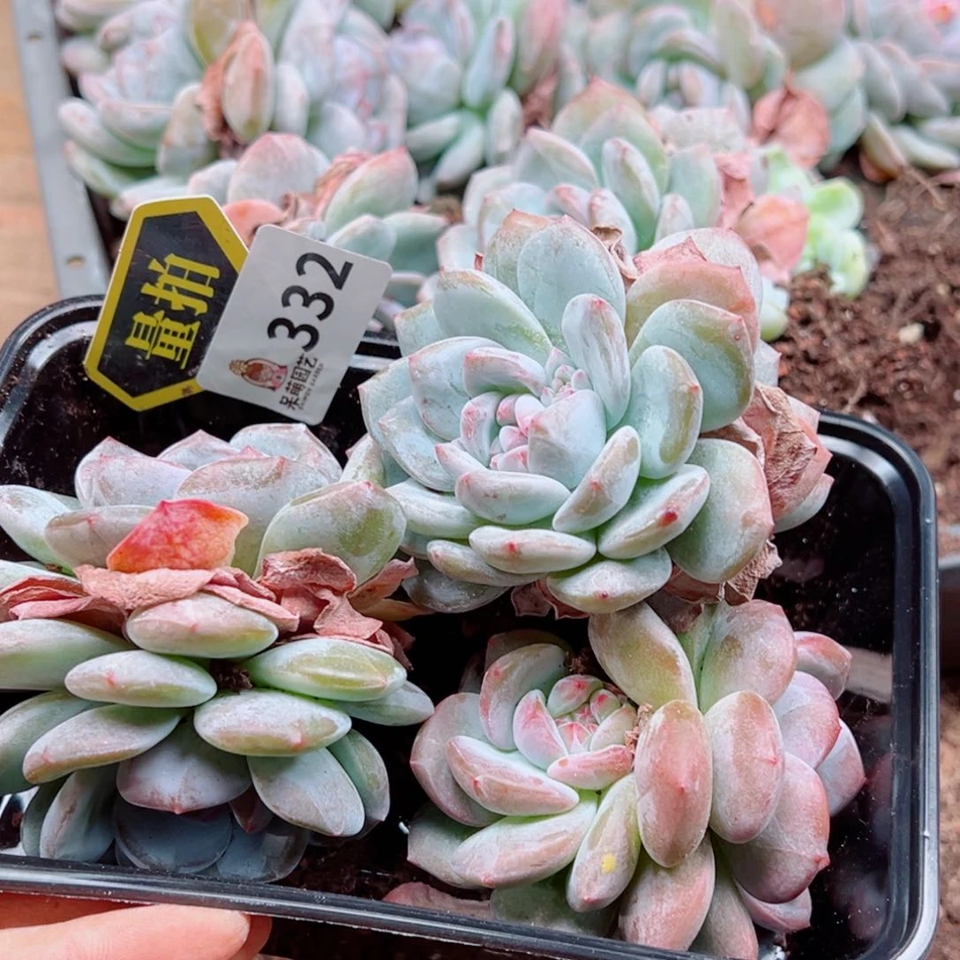 多肉植物多肉植物