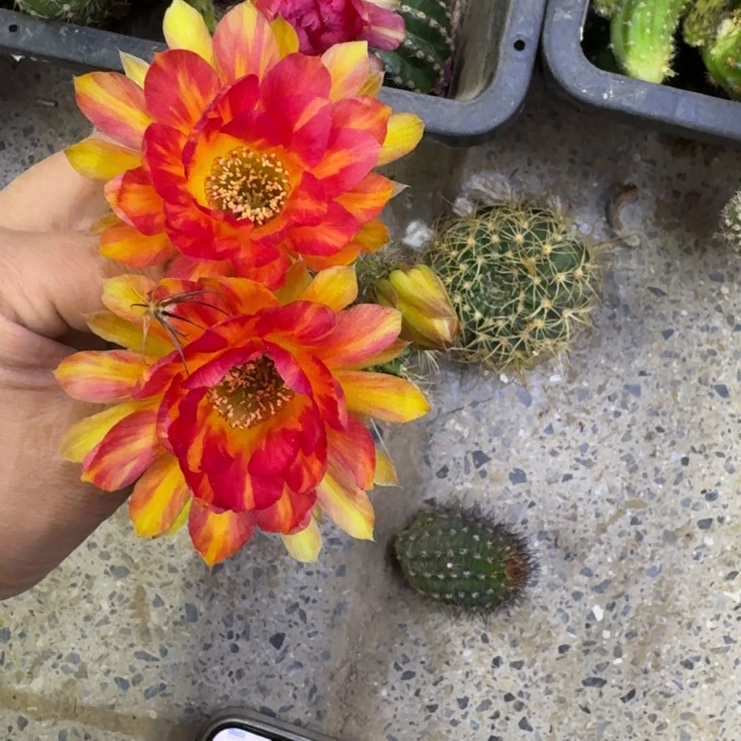 305丽花大乔歪无根啊牙3公分左右，20包邮