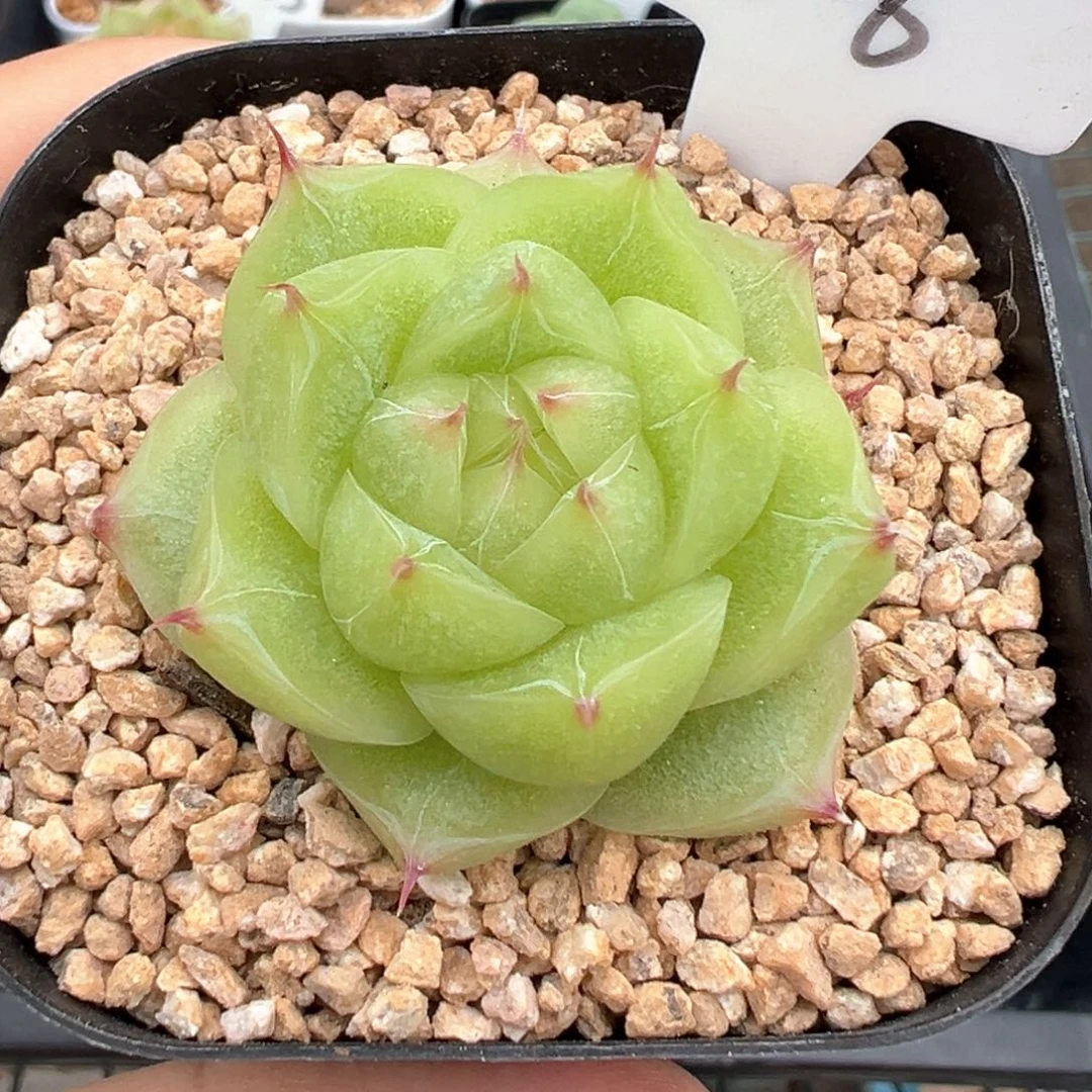 806号茉莉茶 晗雨多肉