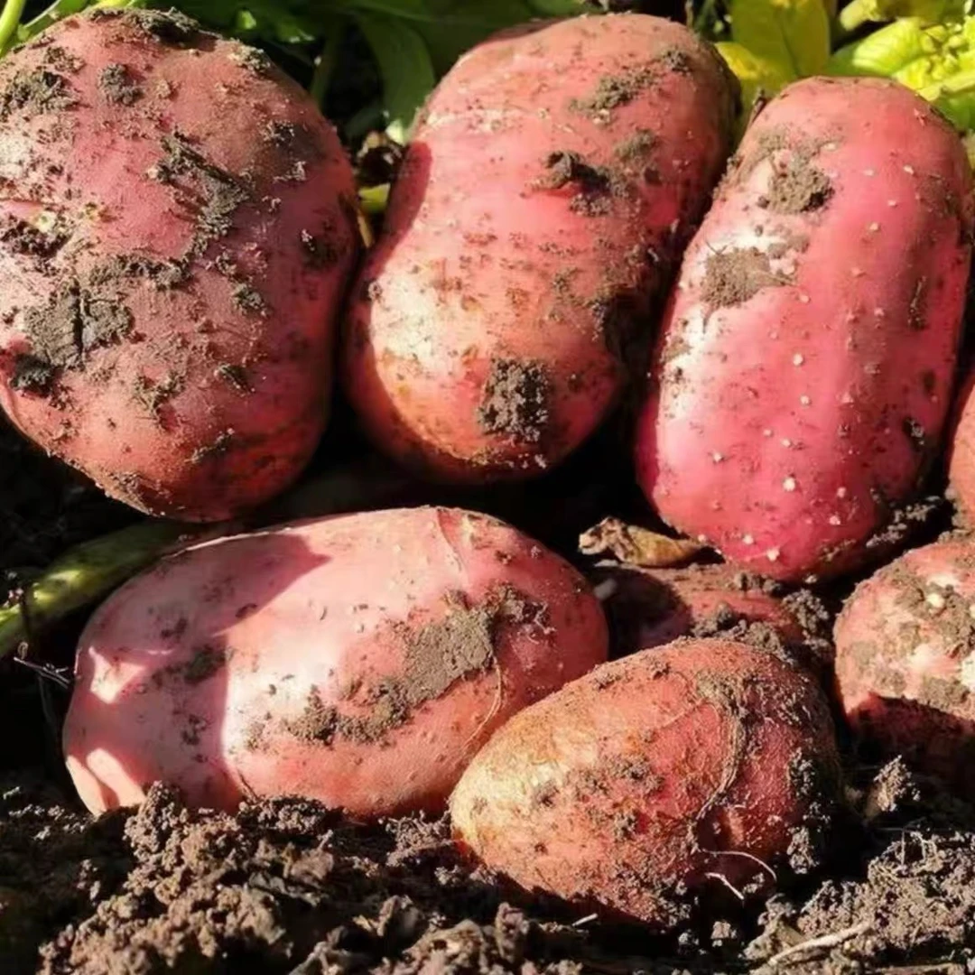 新鲜陕北红皮土豆 红皮黄心 陕北老品种洋芋 土豆