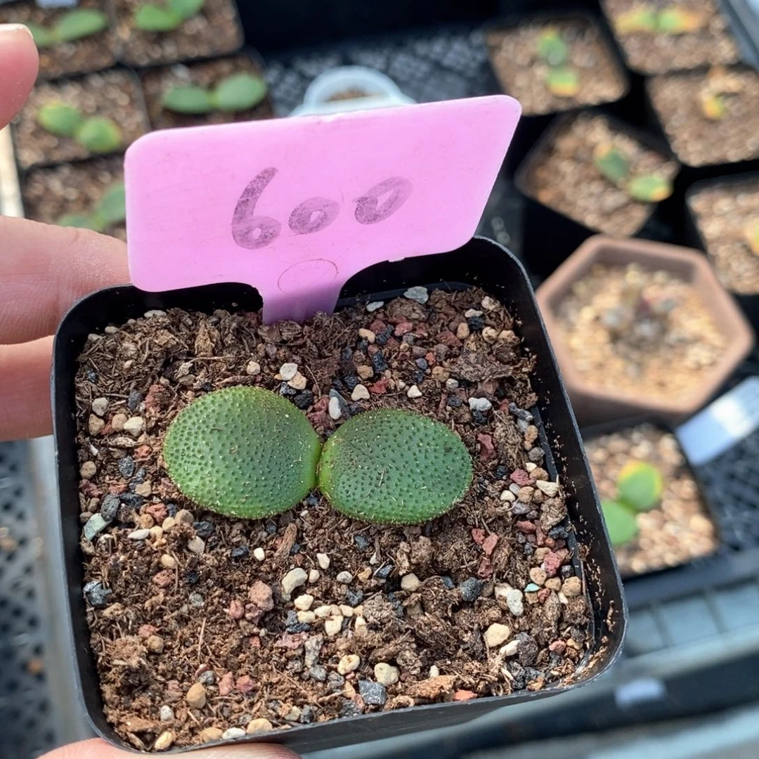 钢锉多肉植物一个