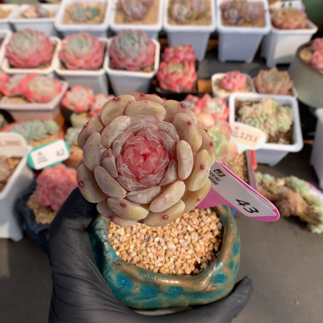 43 特嫁接高桩白色恋人