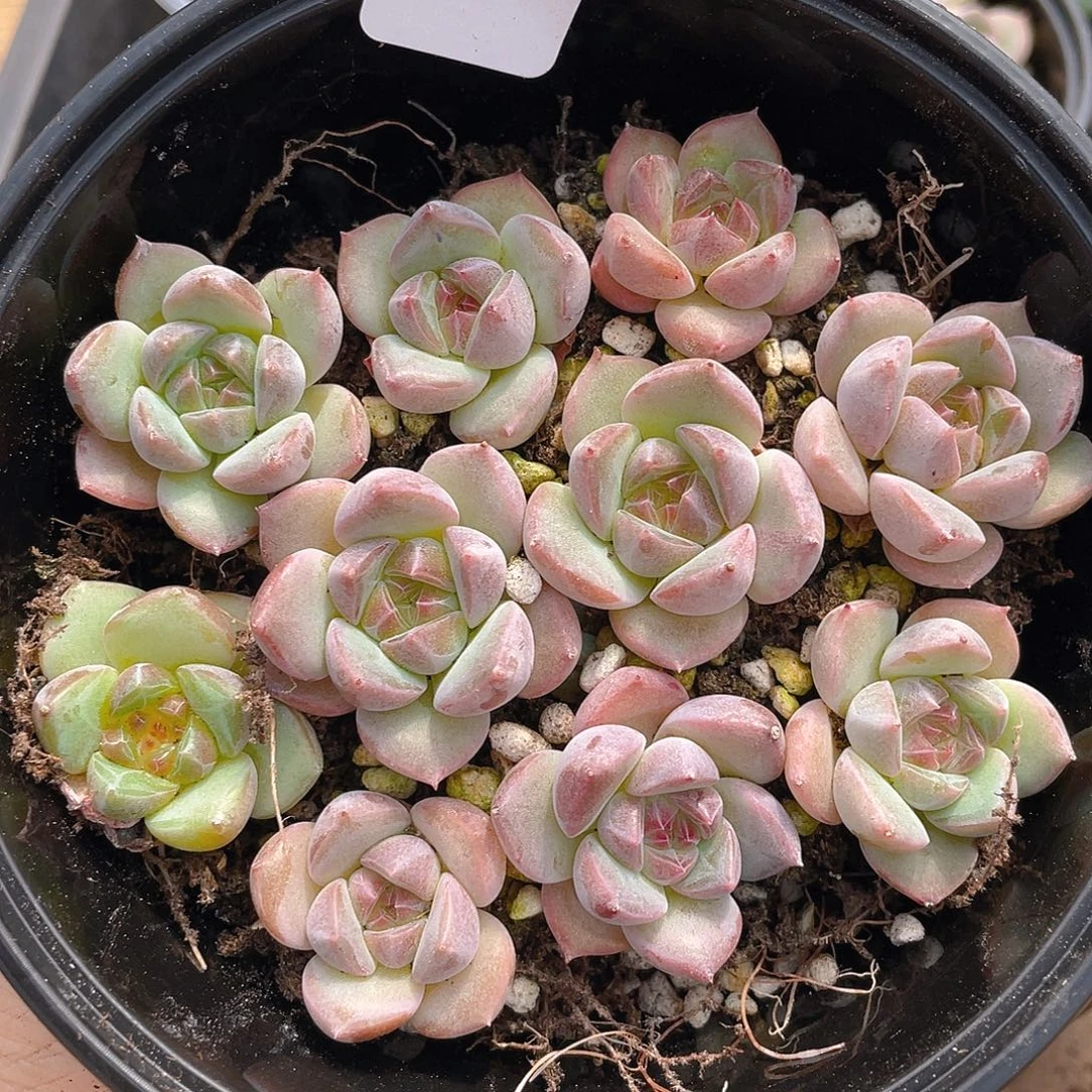 多肉植物多肉植物598