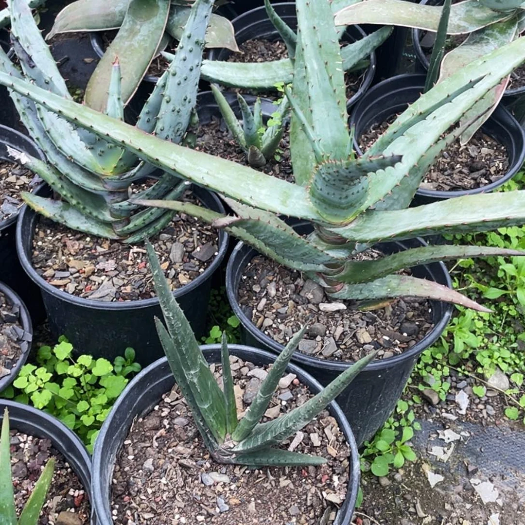 无花朵芦荟好望角3688