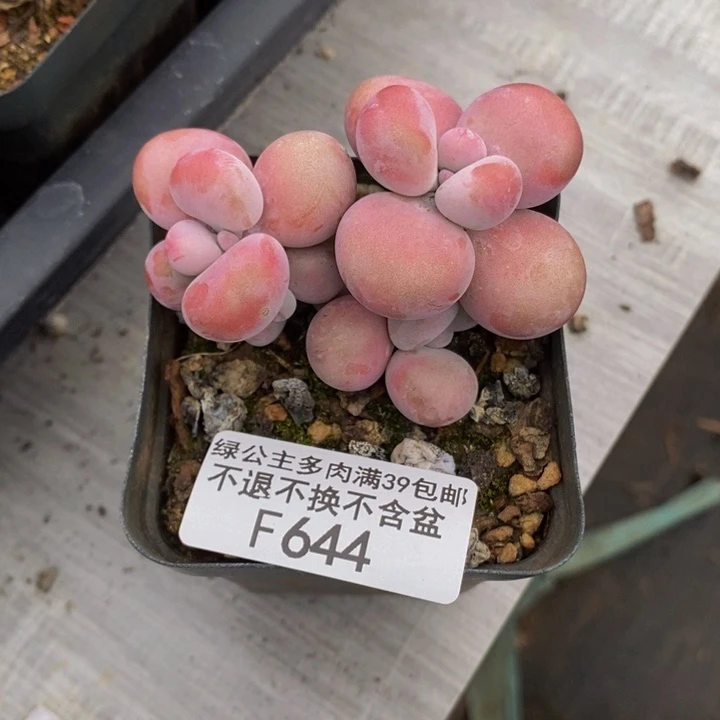 腰子桃蛋6cm644多肉植物