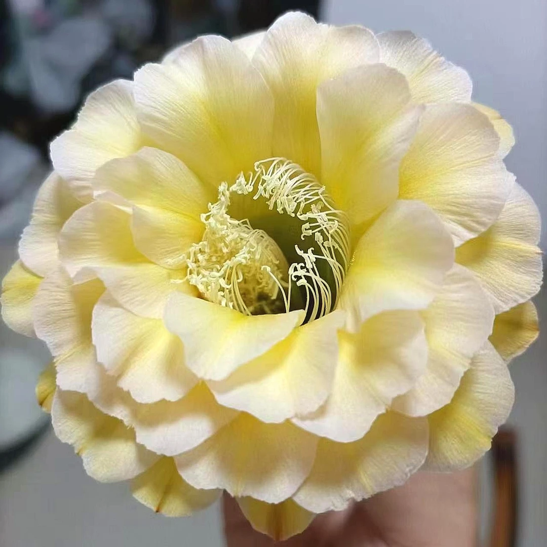 开花仙人球 彩草 蛋黄派