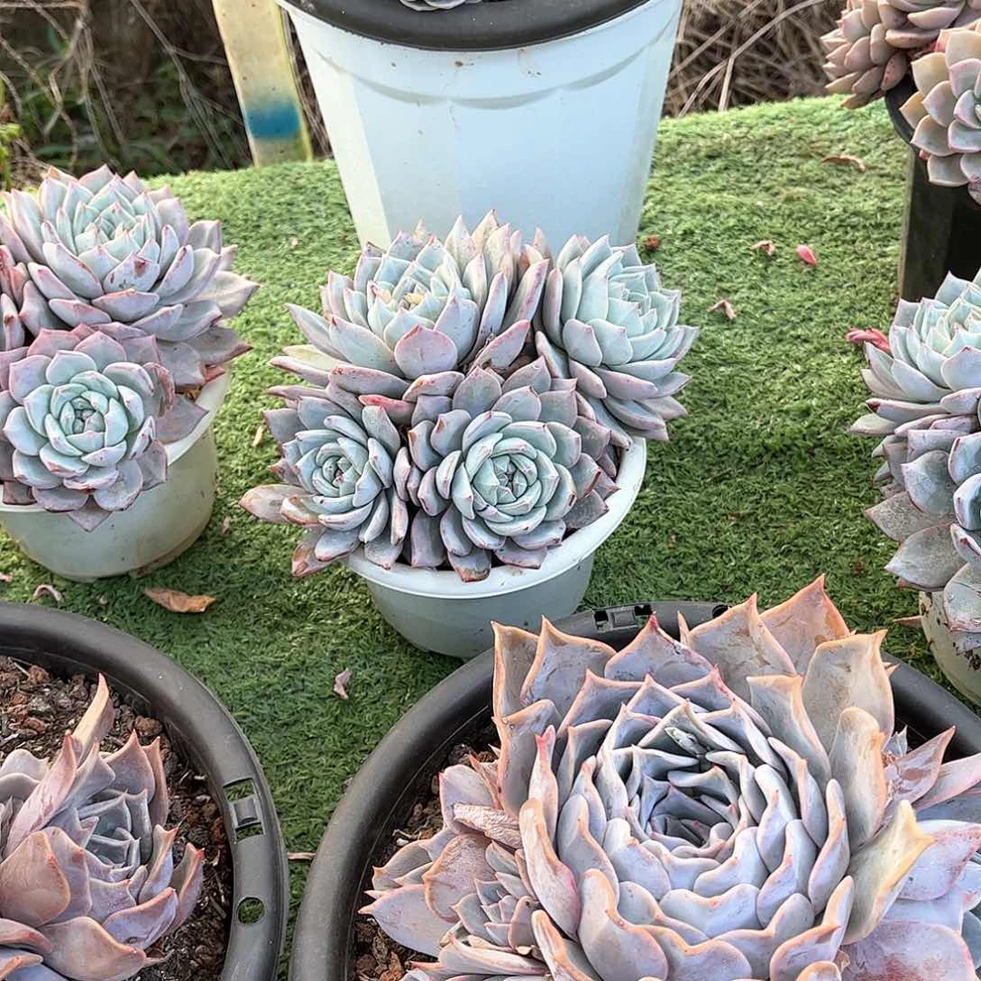 知**乐粉蓝鸟多肉植物52