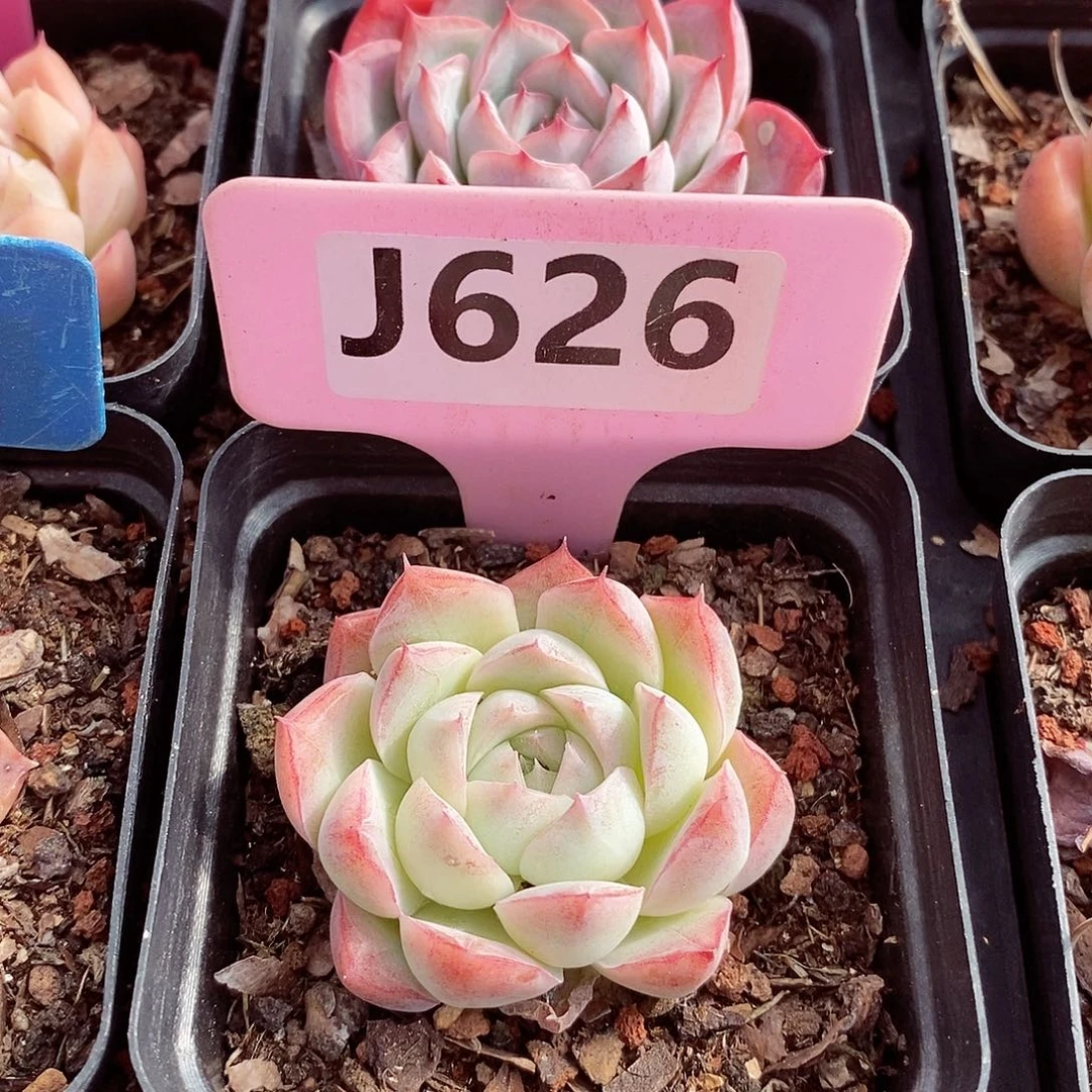 福利5cm多肉植物