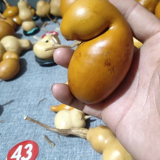 葫芦葫芦兄弟们加油吧我在拍一个月