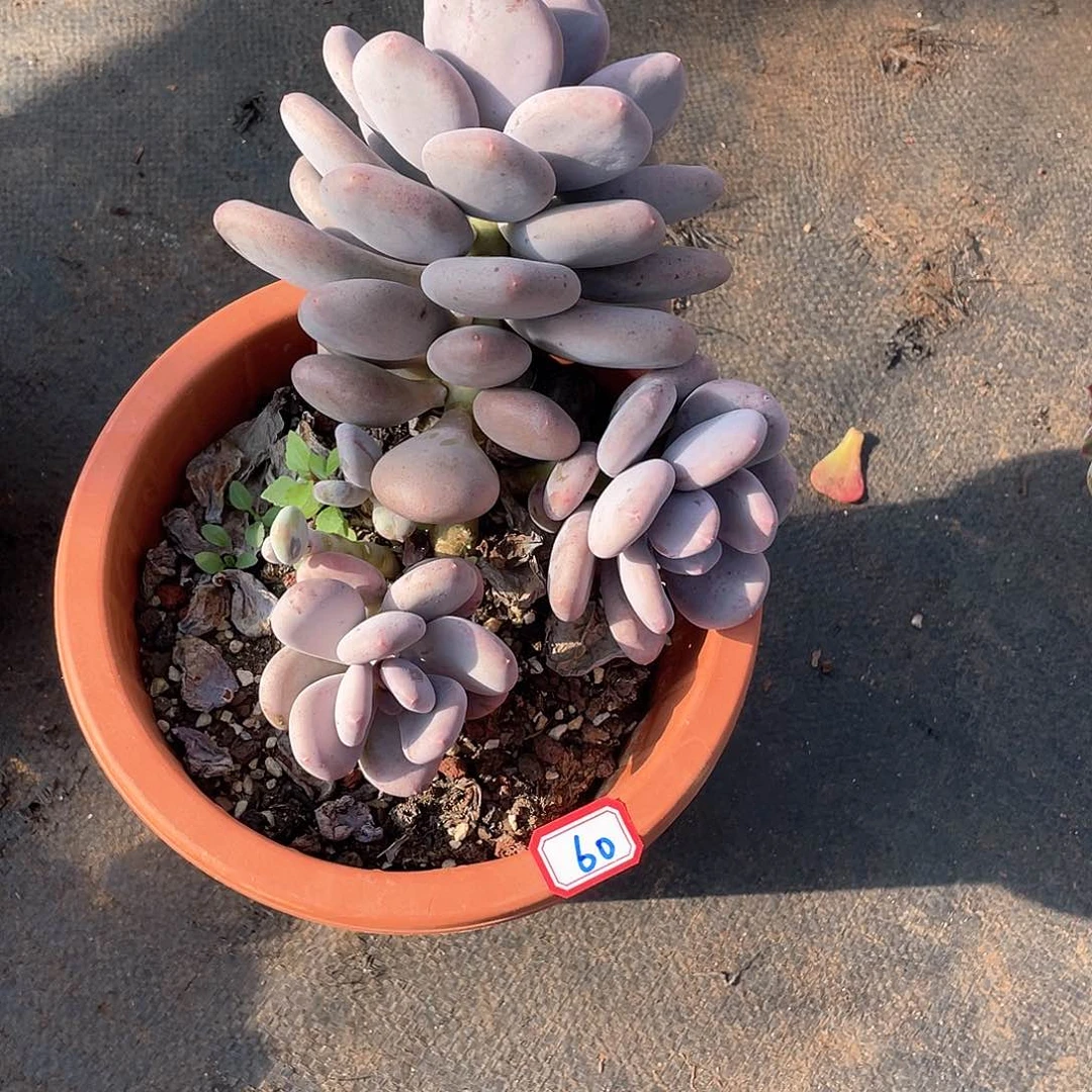 60大叶奶 一物一拍多肉