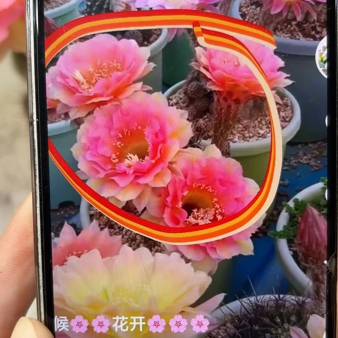 青青99号6公分侧牙微瑕