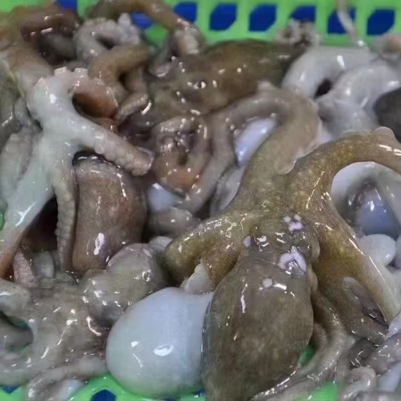 （鲜活）八爪鱼500g装