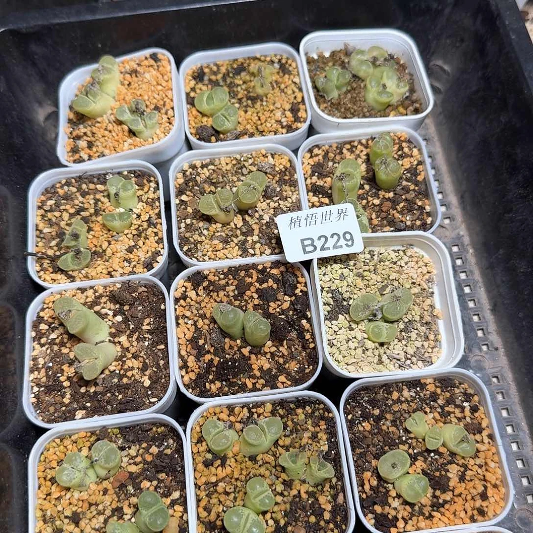 2盆一组量拍的植物哇f g