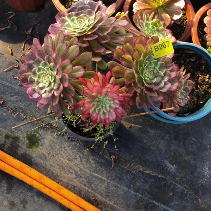 衢****店水墨多肉967000000000