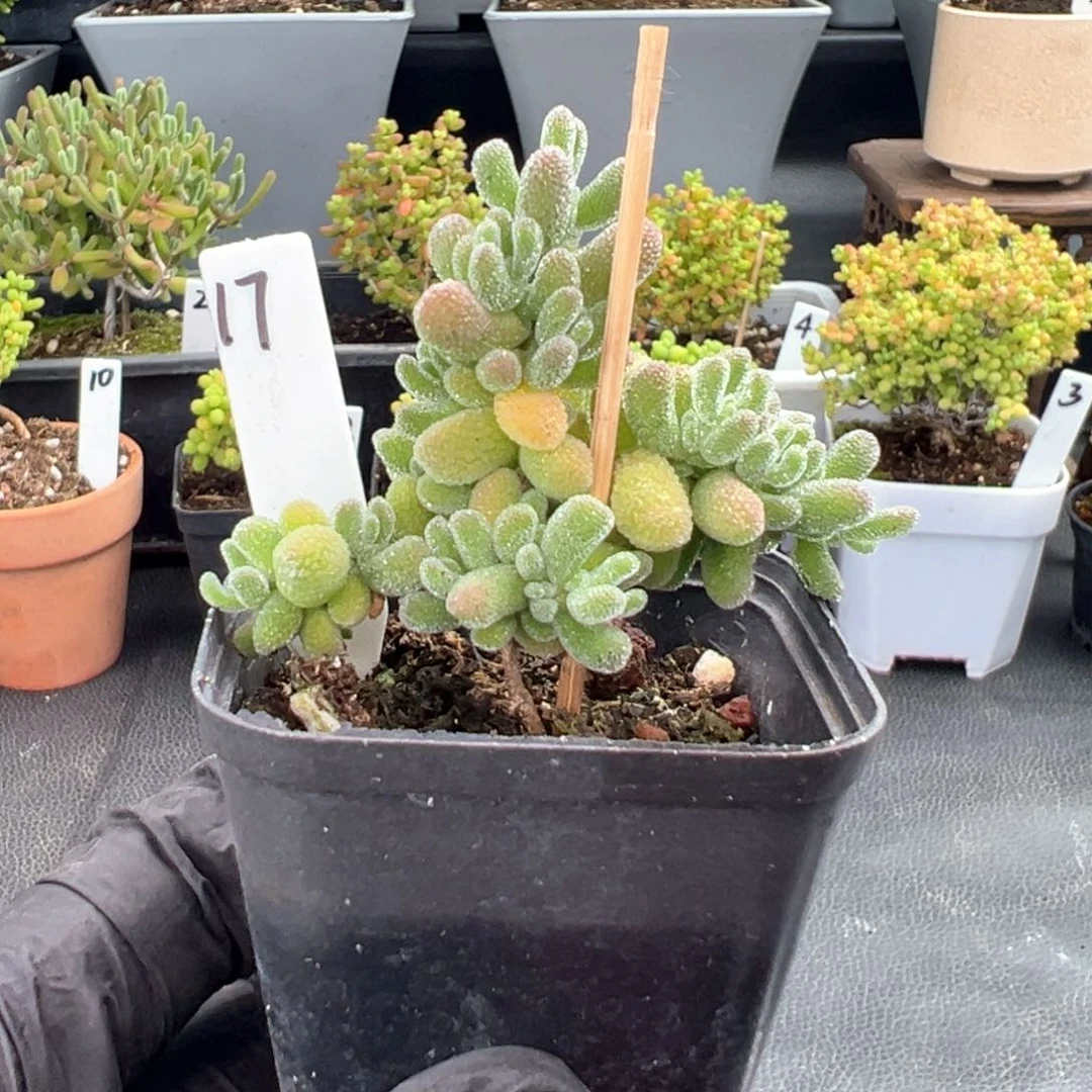 冰晶17号5.5厘米盆