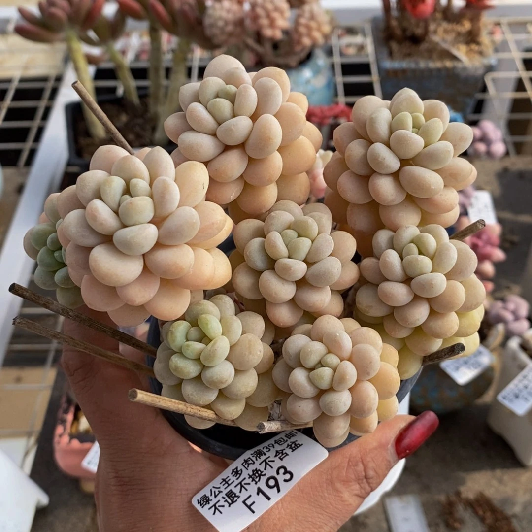 洛可可193/10cm的肉