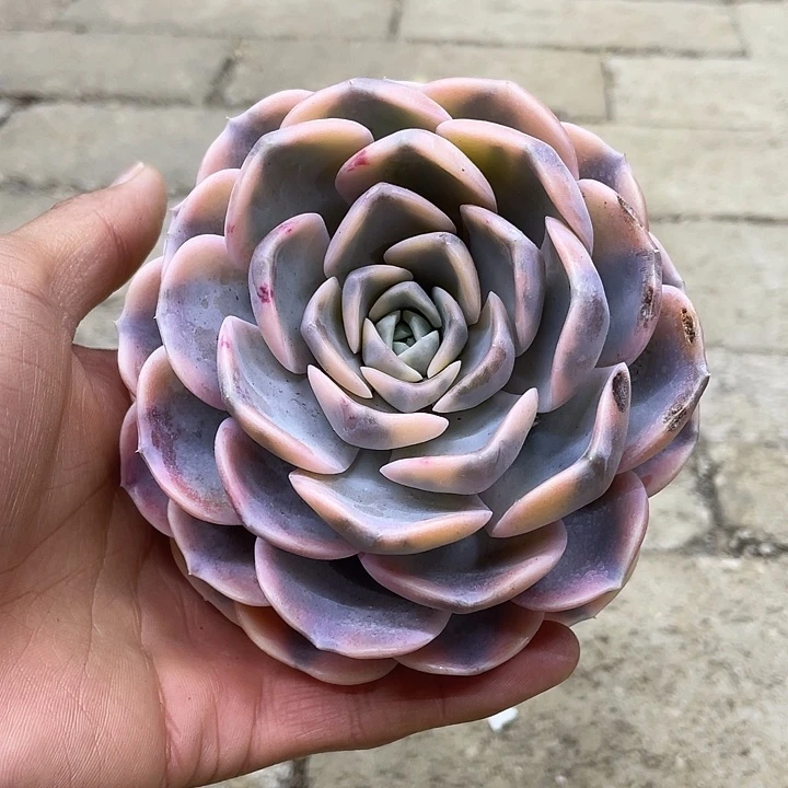 汉堡锦一物一拍锦龙