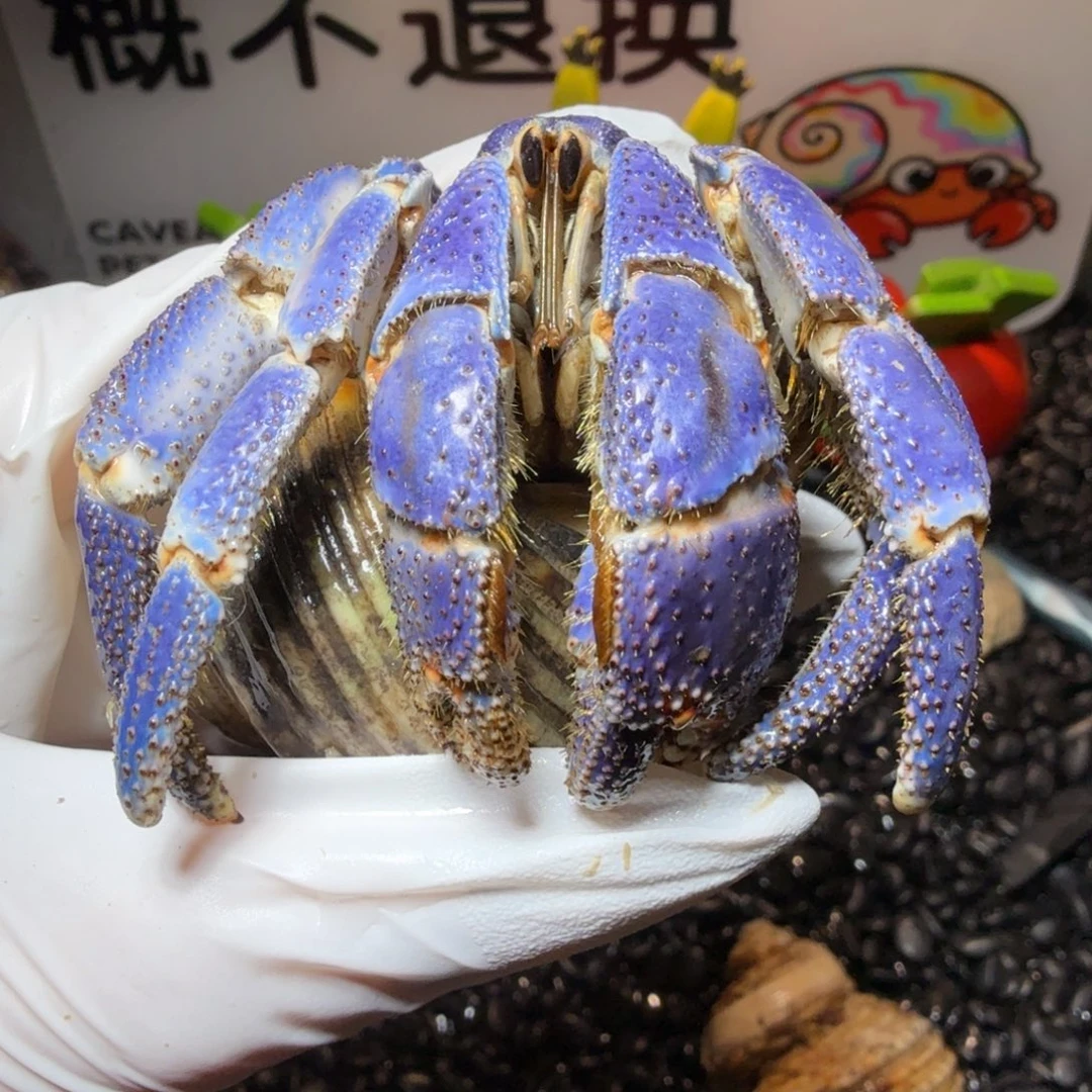 豆包专 3.8口拾贝少女