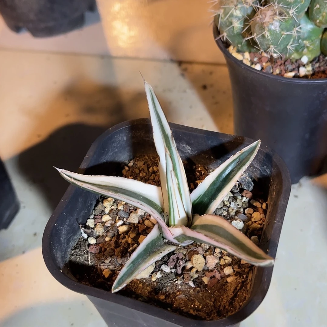 丸叶冰山龙舌兰一物一拍