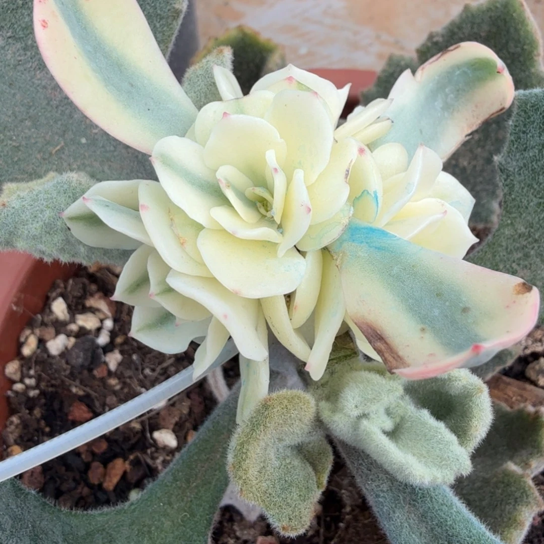 海啸锦腹欧你锦群一刻的