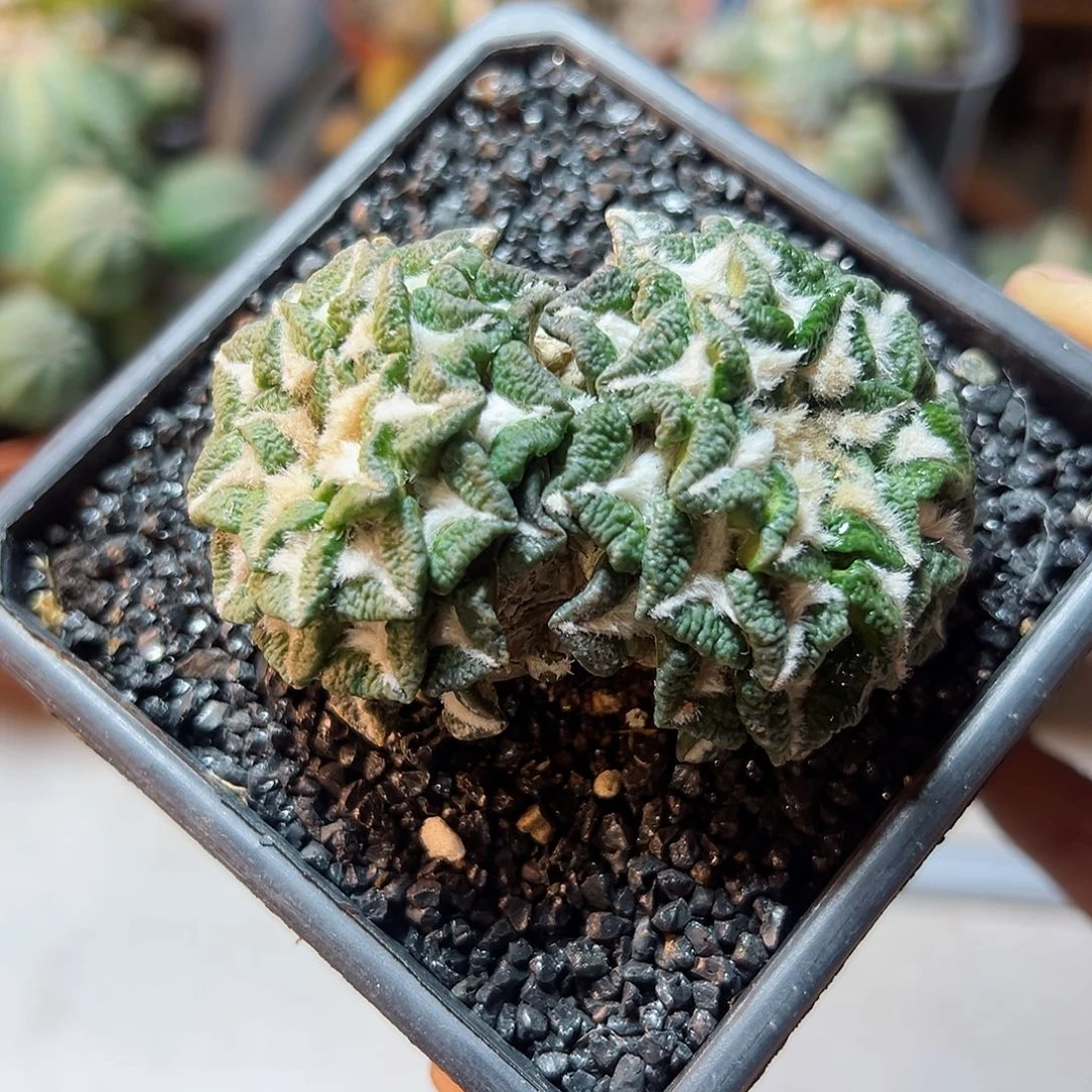 晚30号双头开根大尤黑6.9公分