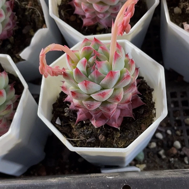 八角盆白吉带盆土发