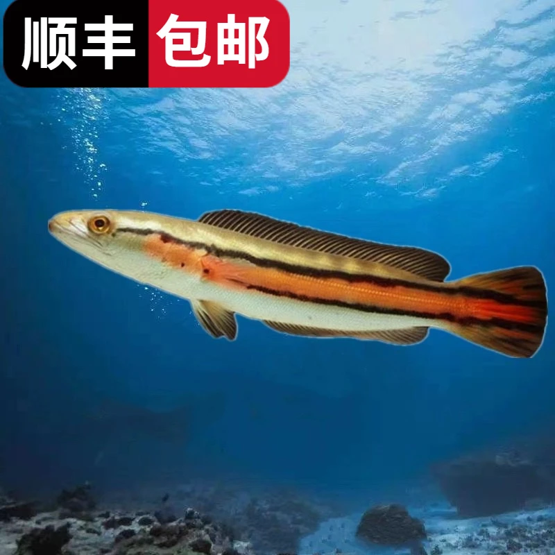 顺丰包邮大铅笔鱼苗子雷龙鱼小盾鳢多曼大型凶猛肉食雷龙鱼观赏鱼