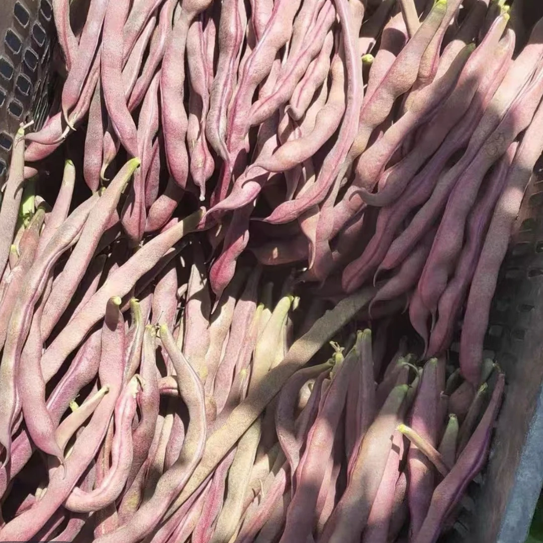 东北农家新鲜紫芸豆紫豆角口感肉头老品种老味道