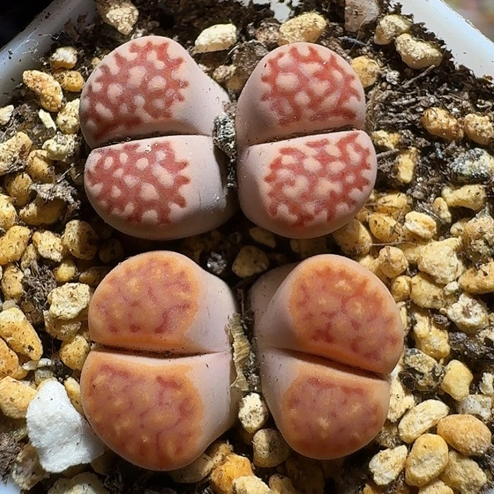 生石花11111121。    179