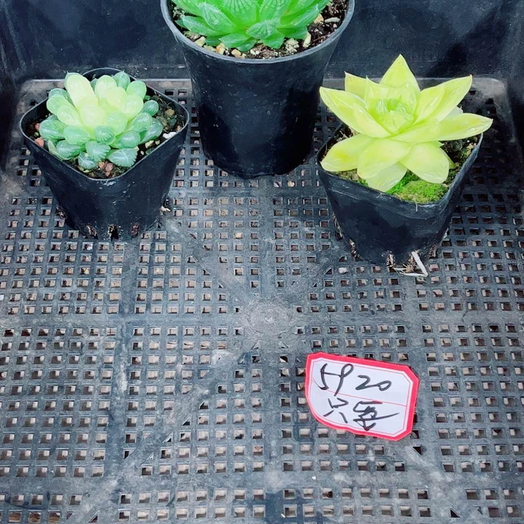 琥珀黄金玉露一勿一拍