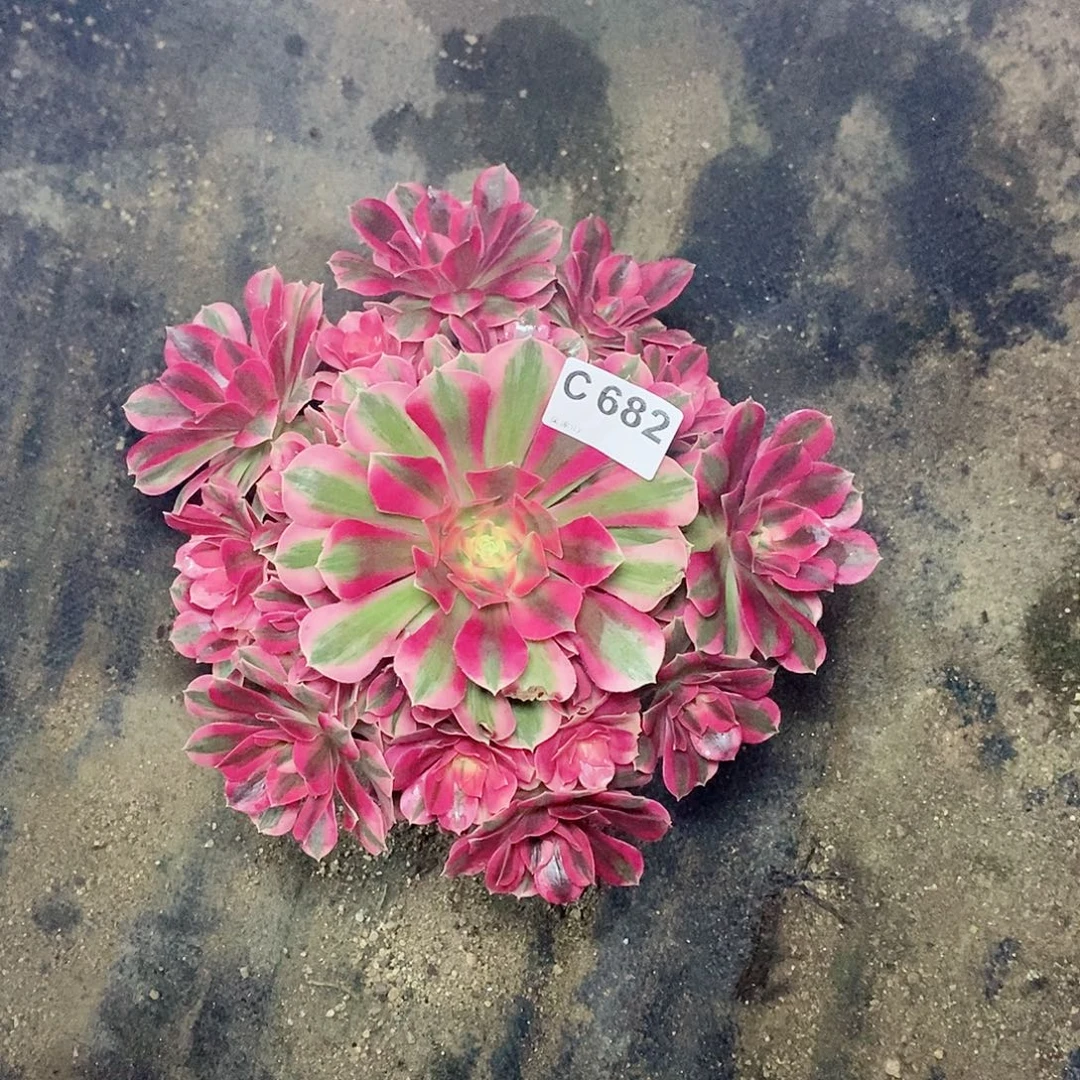 粉女巫682多肉111111