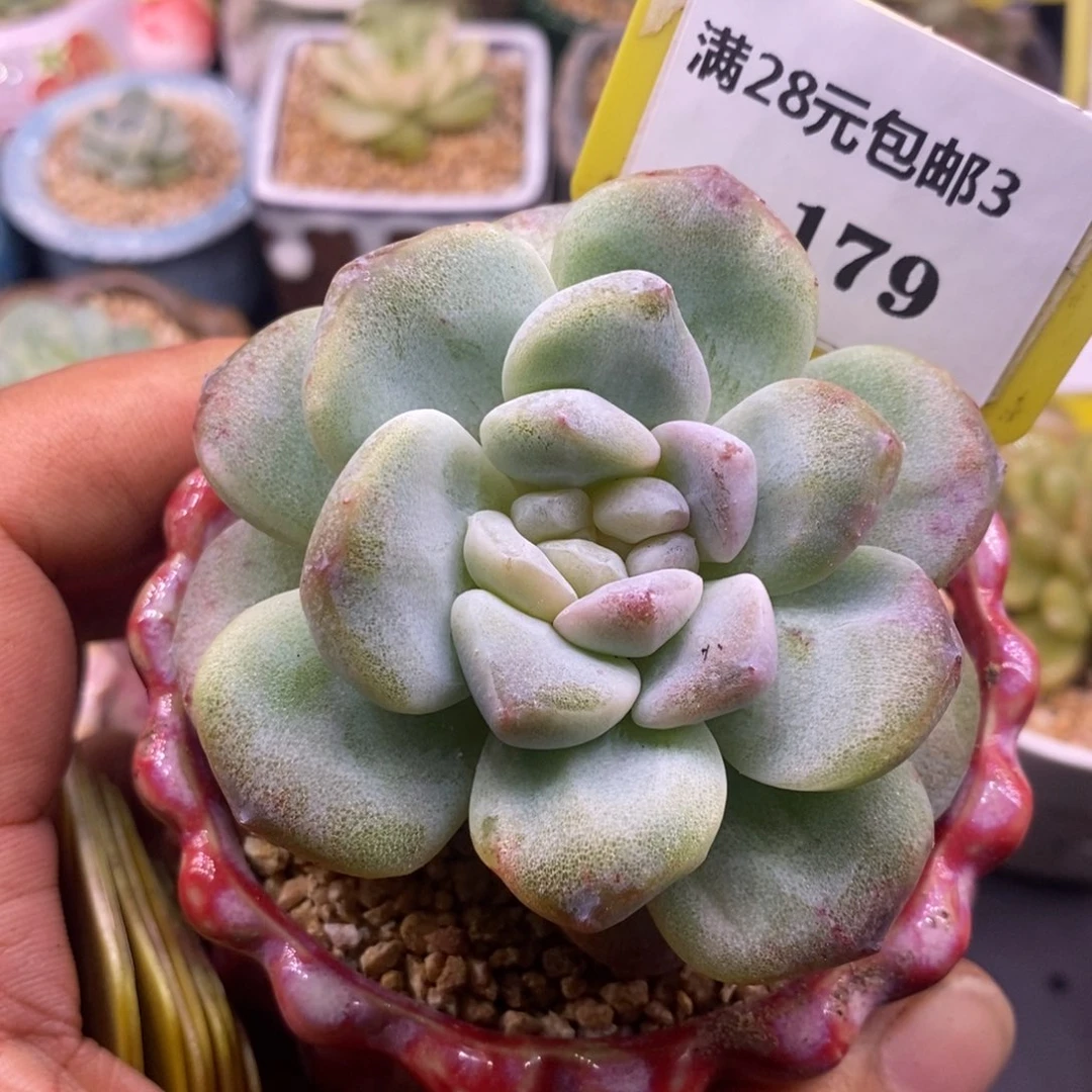 3179老桩冰玉石化分心带锦