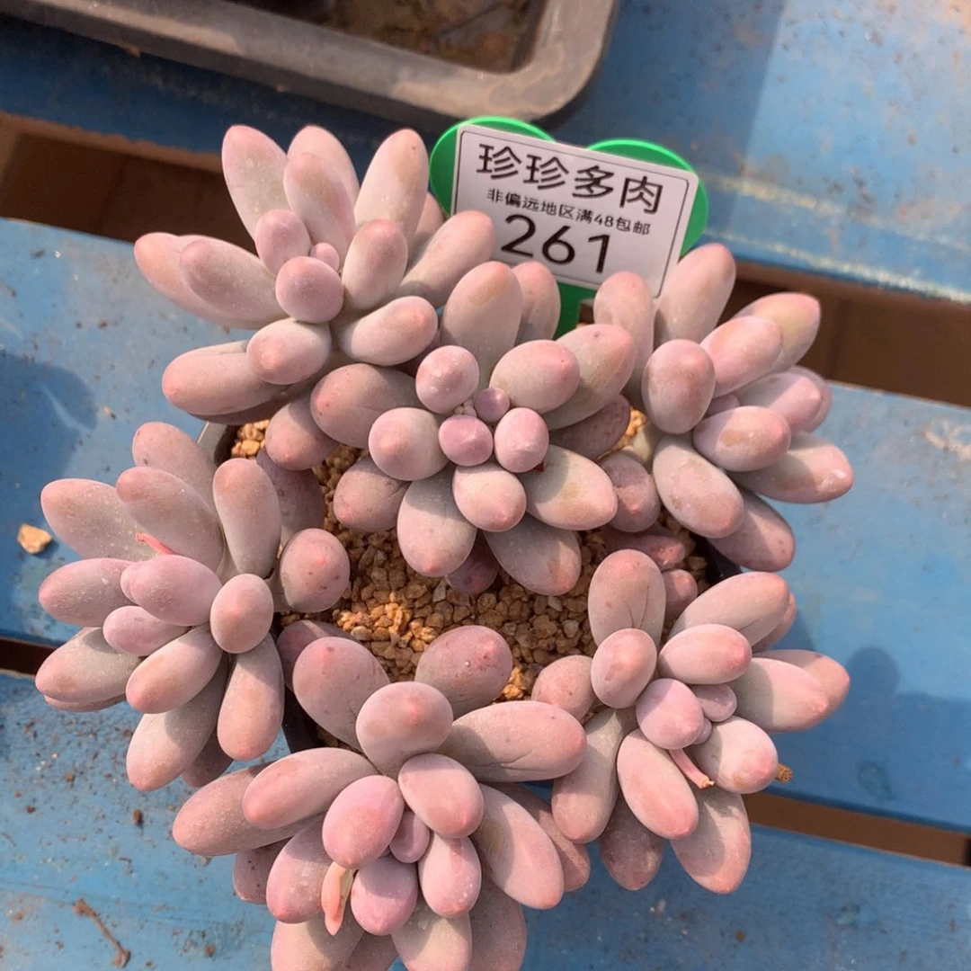 汤圆无砍平头女神节福利261