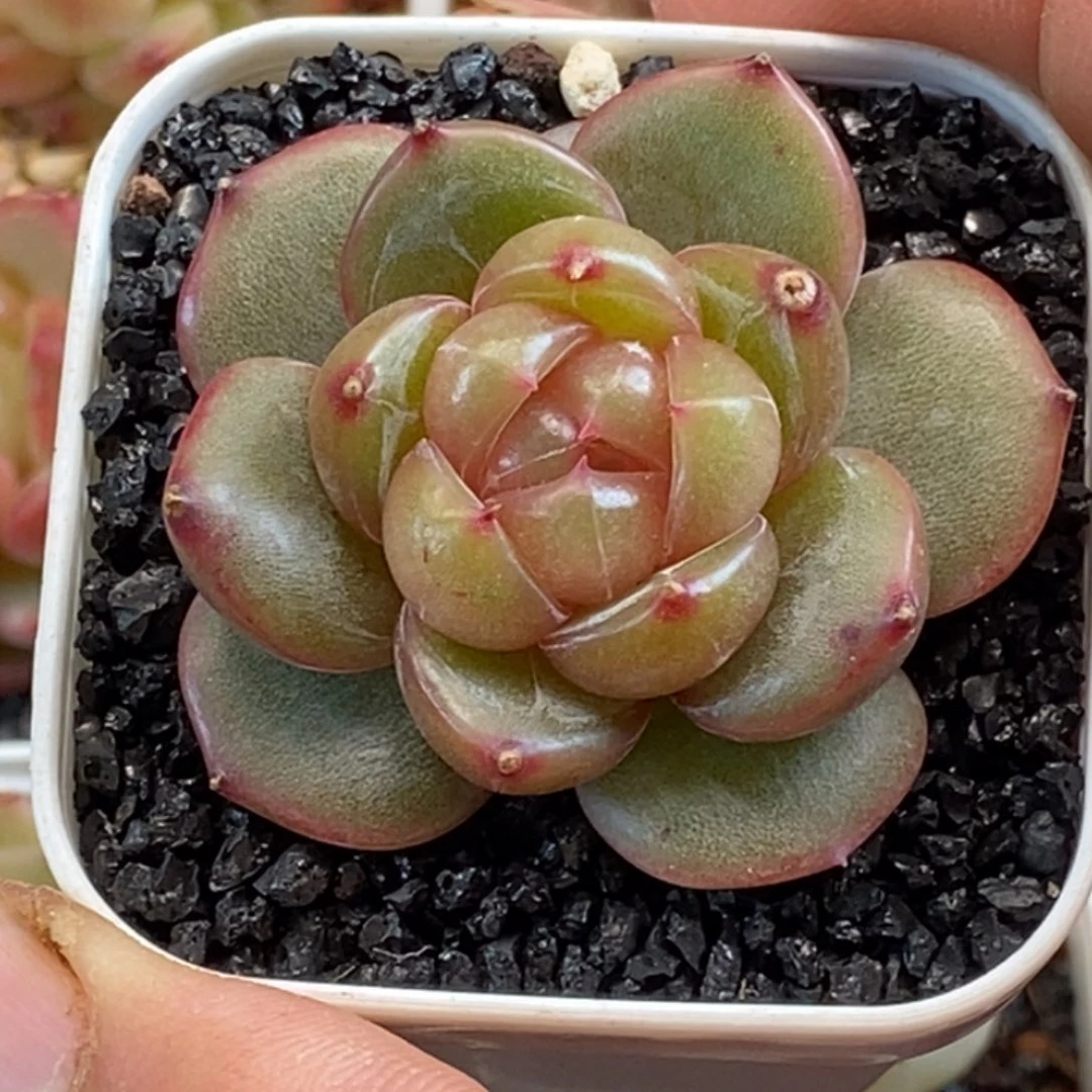 天官赐福百无禁忌