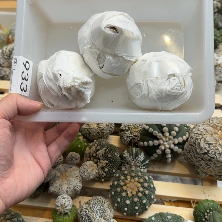 兜星球仙人球933号