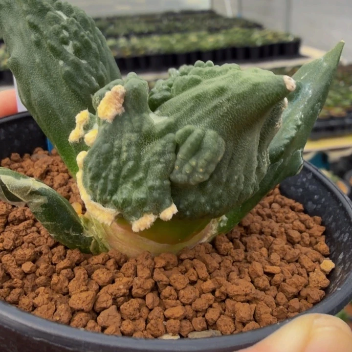 鳄鱼怒特殊变异目前捡漏