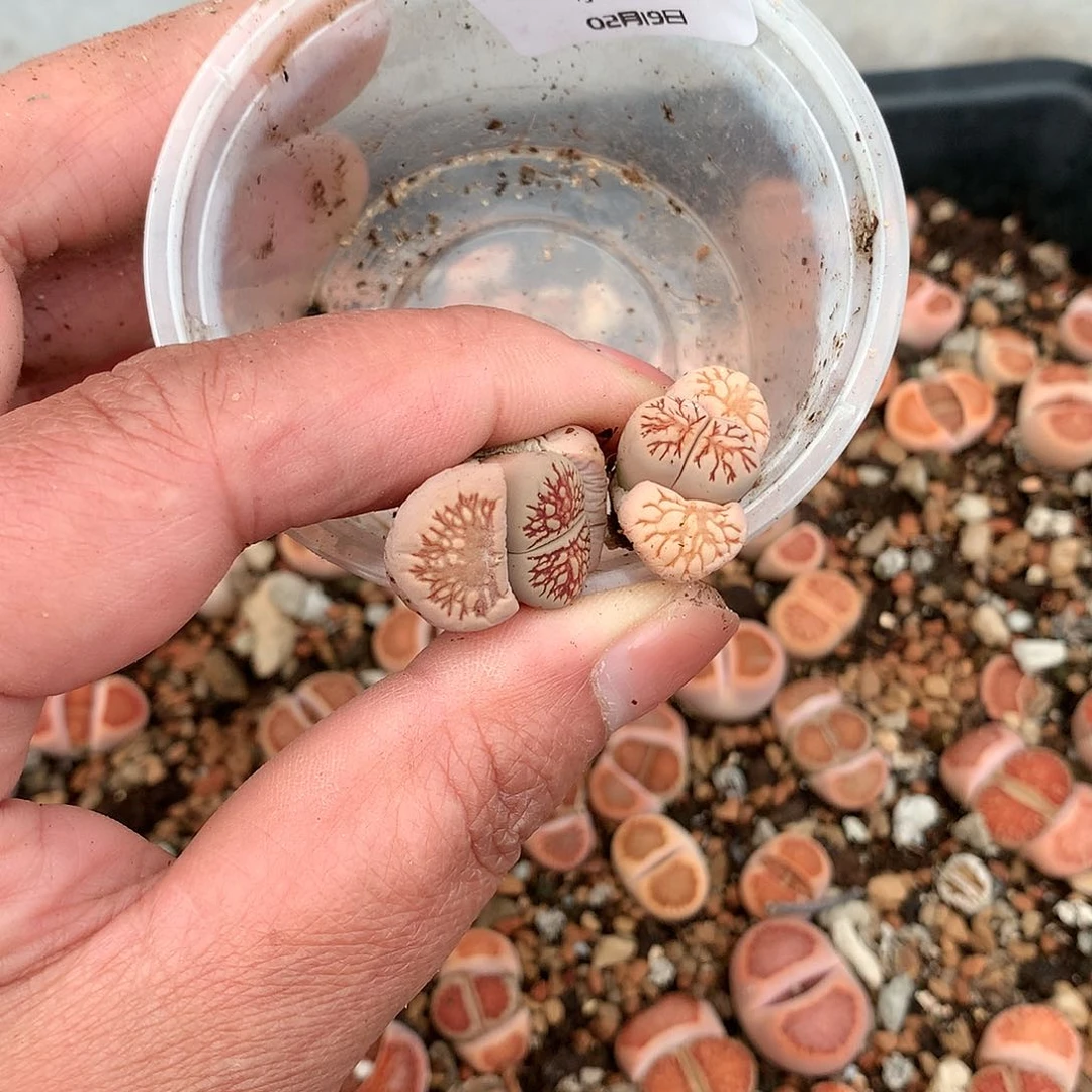 用****9W551多肉植物保护