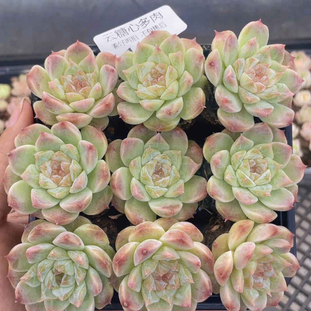 云糖心多肉植物105