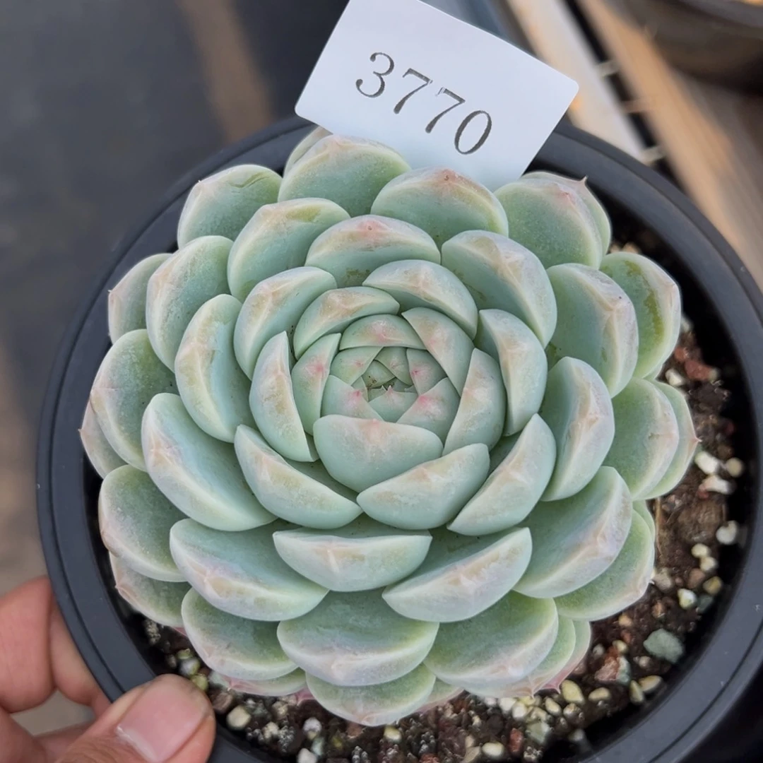 郭**°3770多肉多多多多多