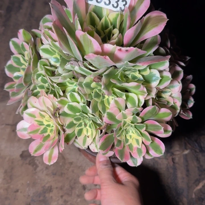 30333白凤多肉植物