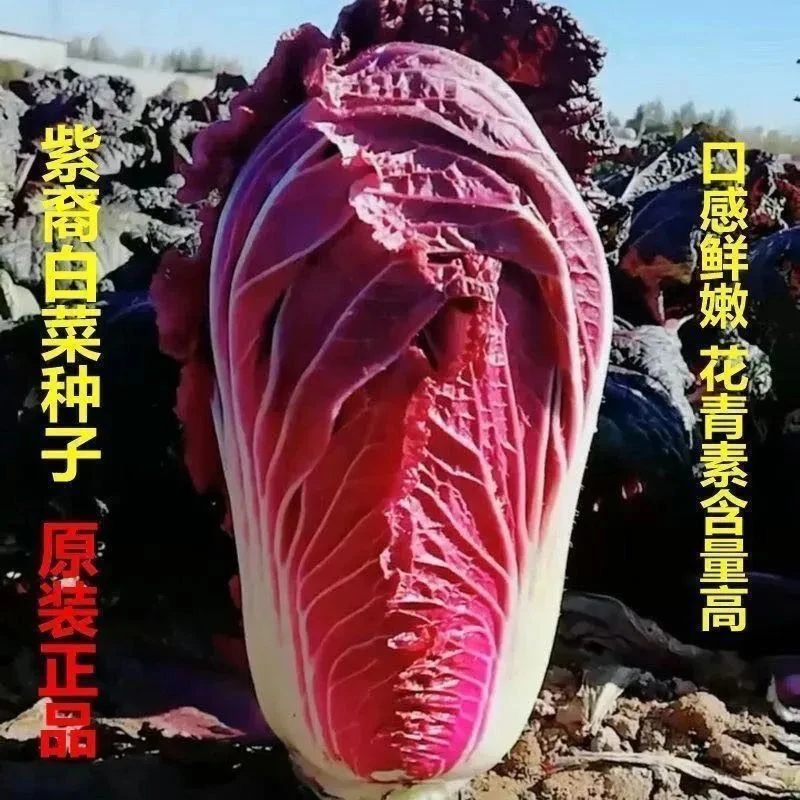 紫白菜种子紫红大白菜种籽四季阳台盆栽庭院夏季蔬菜种子