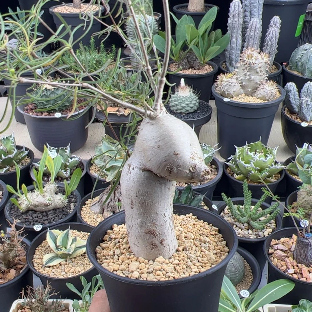 柳叶麒麟一物一拍