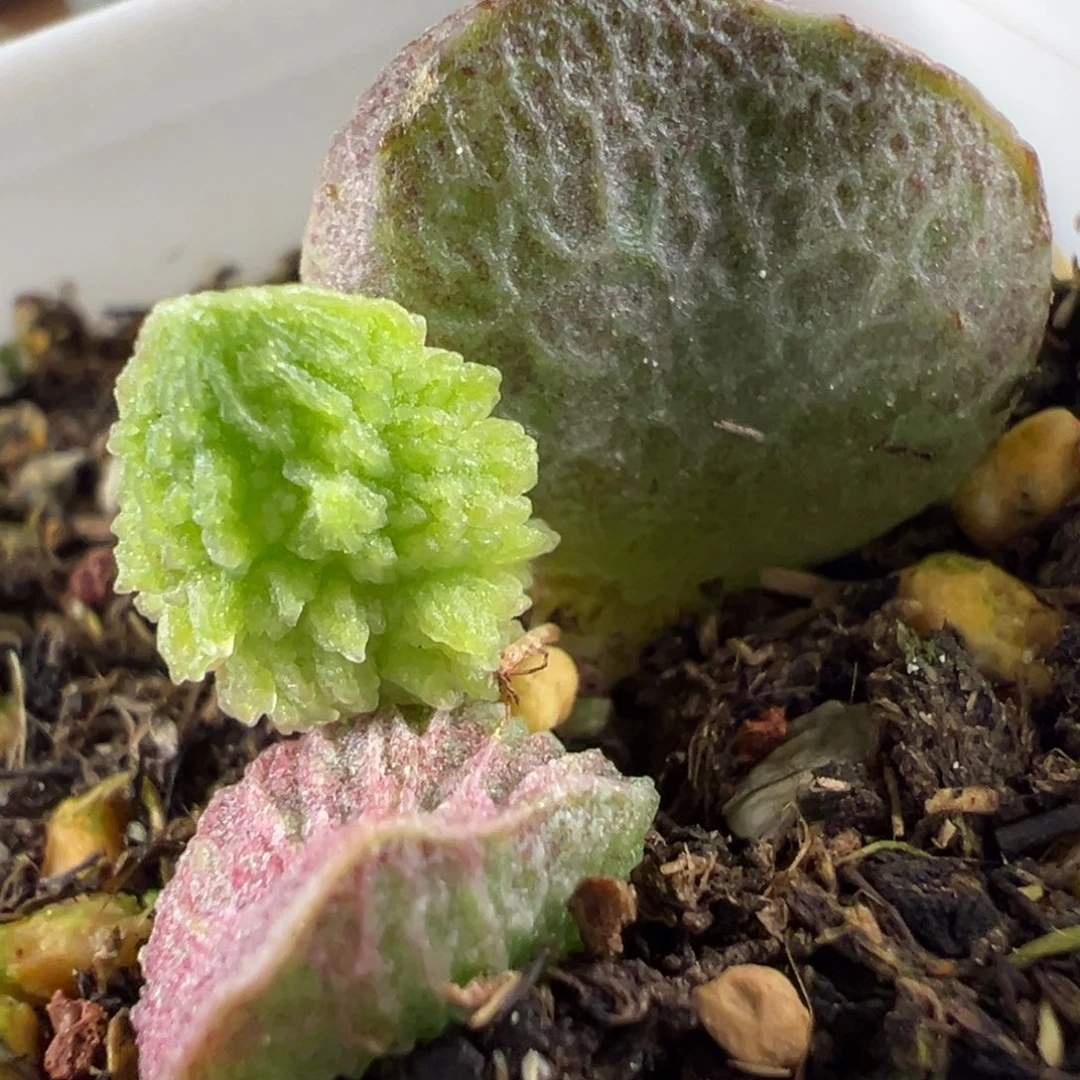 爆炸刺新品多肉植物水泡多肉植物