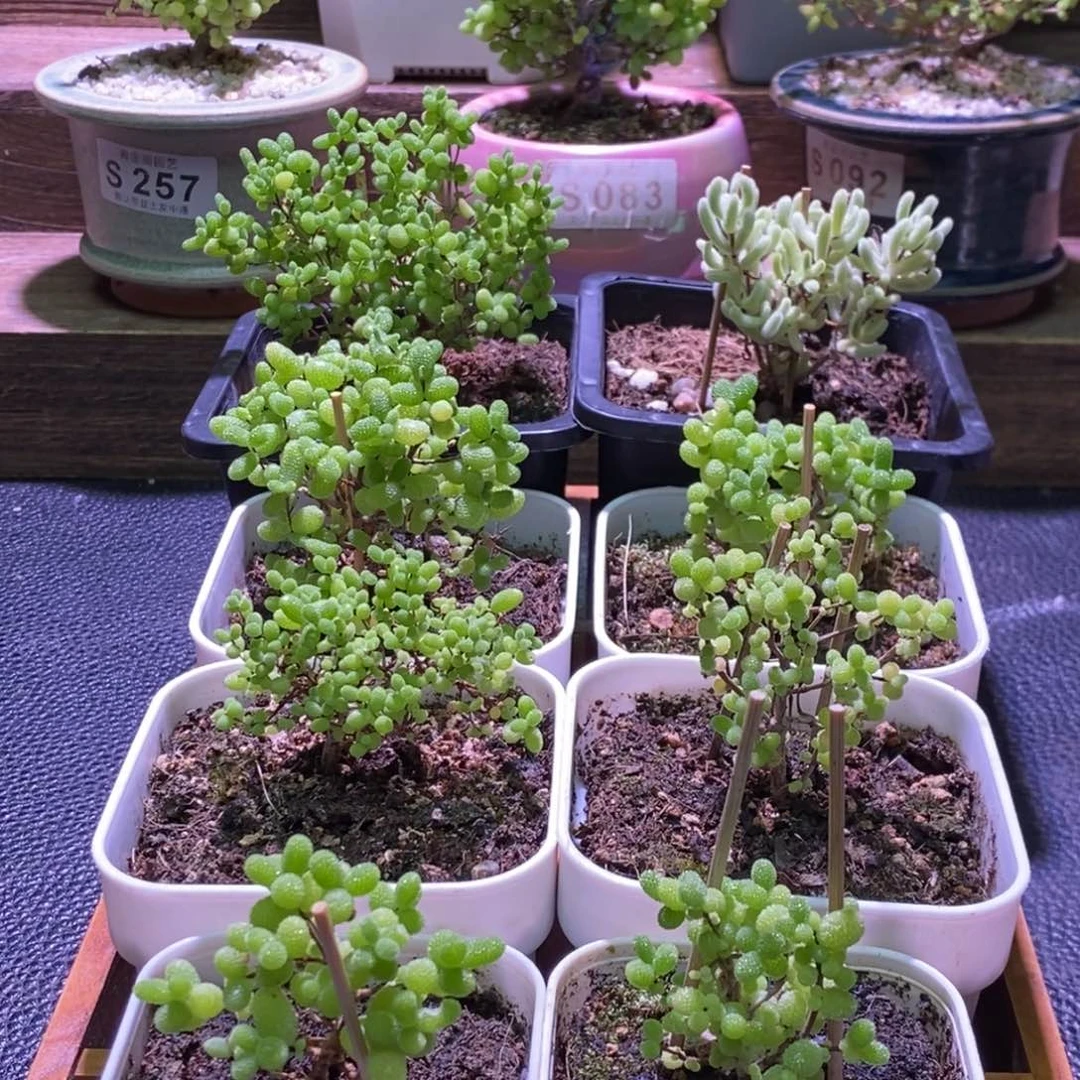 枝干番杏框拍福利S253