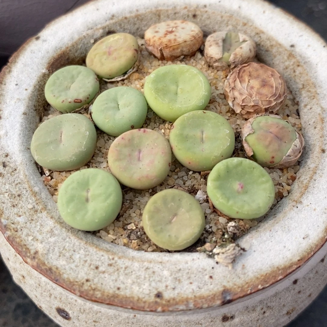 大型小红嘴2颗一组