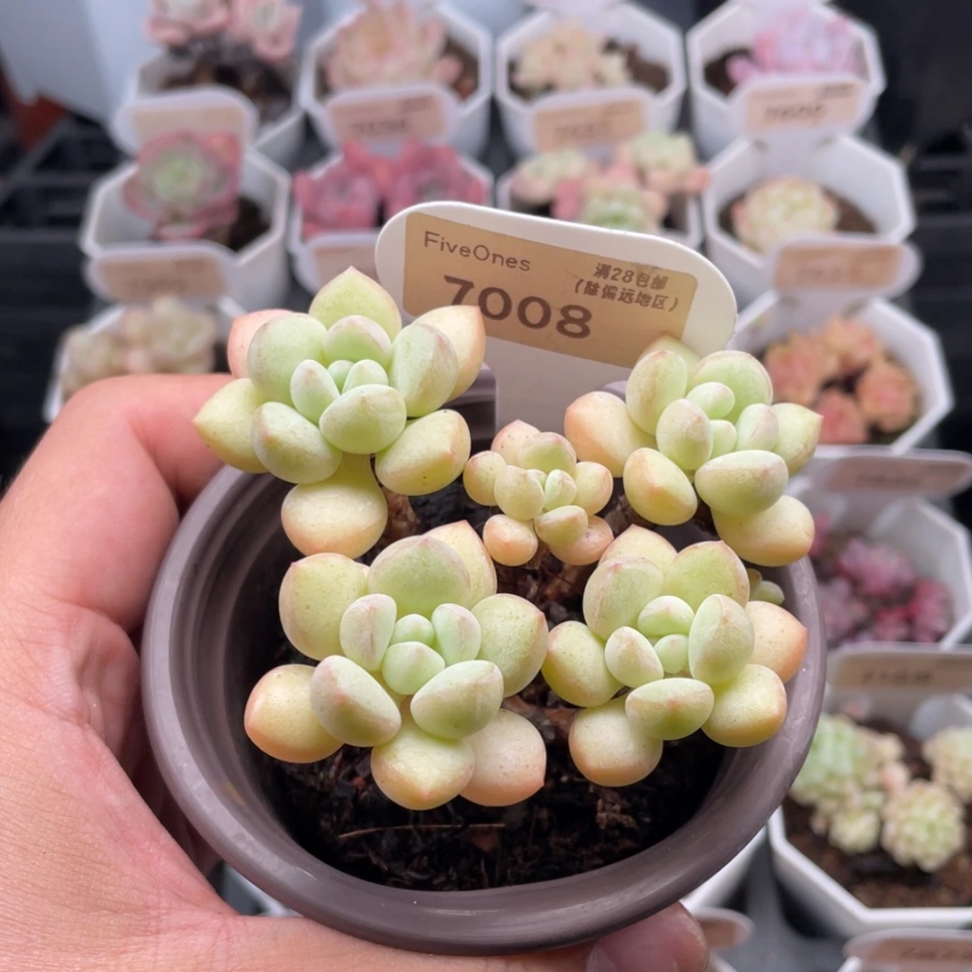 泡泡糖7008-8.5厘米