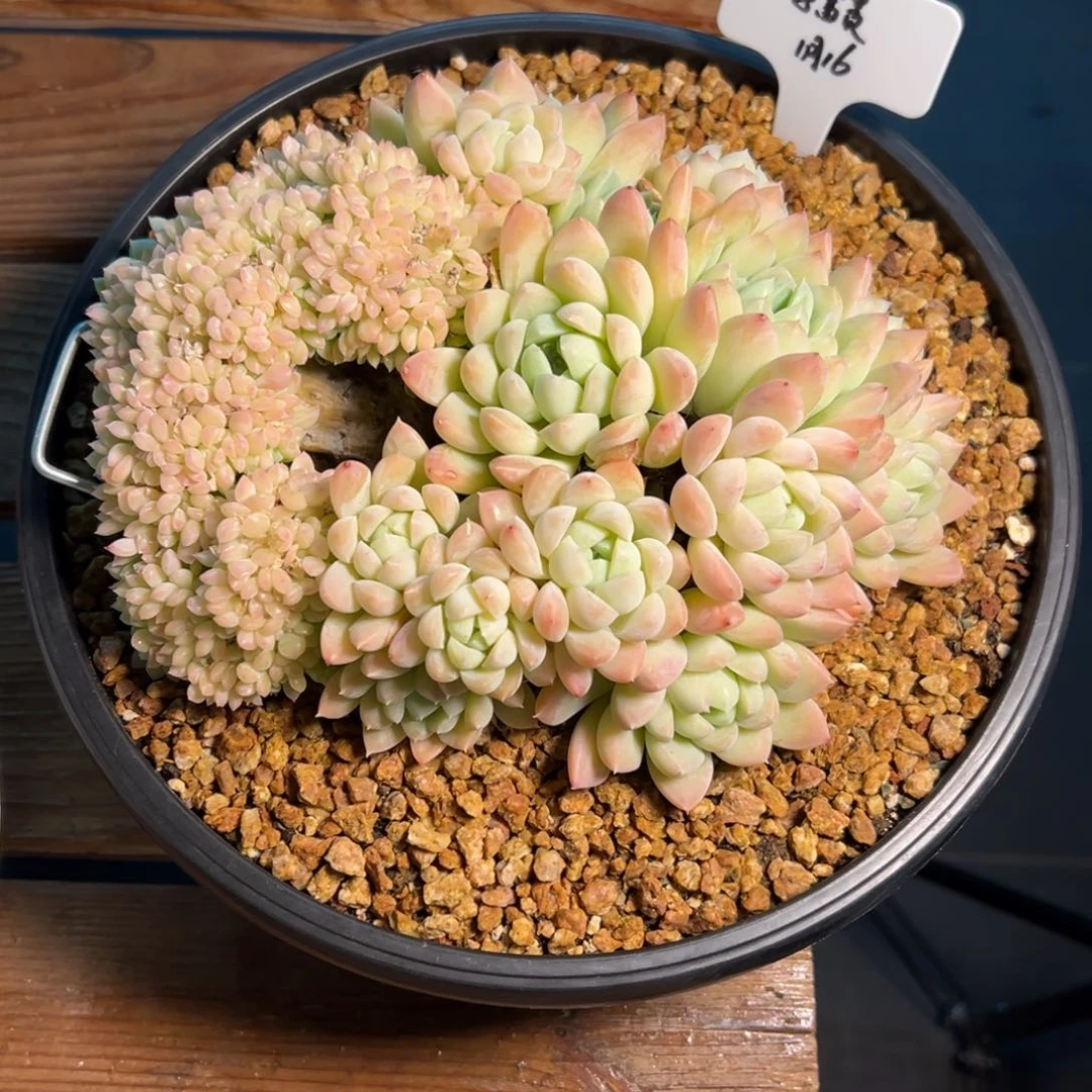 一物一拍链接，李富贵寄养