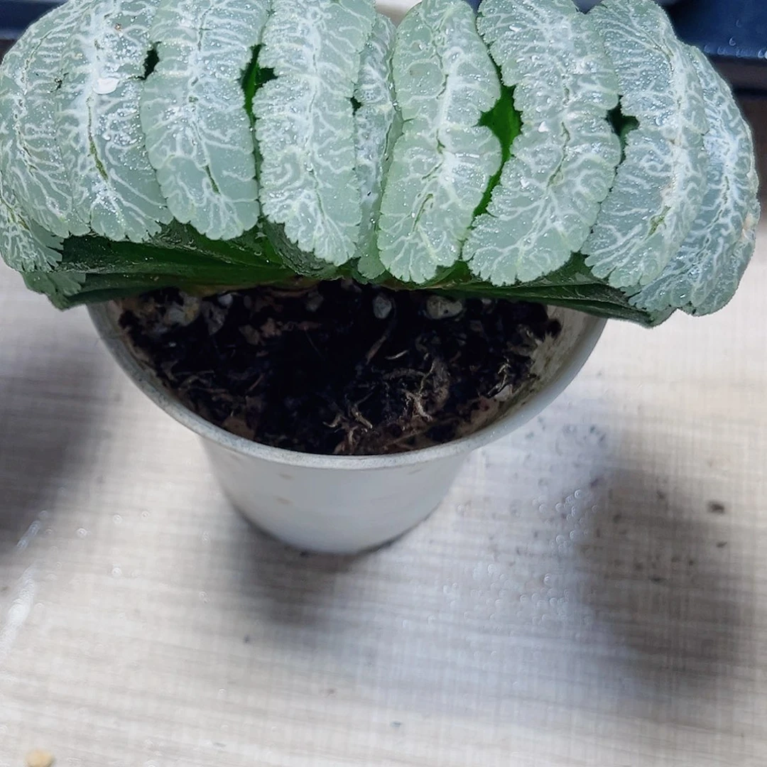 虞姬玉扇多肉植物66666